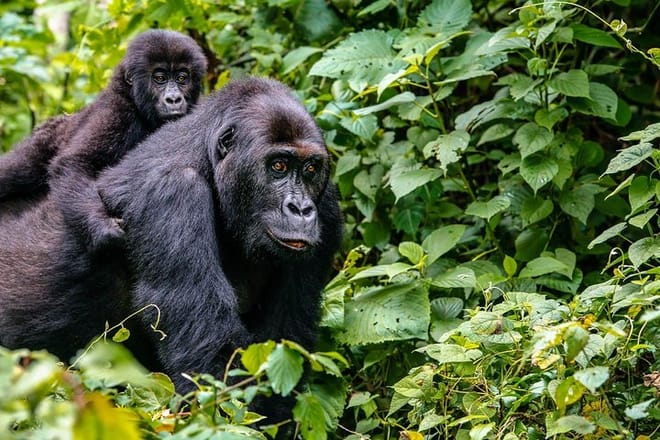 3 Days Rwanda Gorilla Trekking photo 4