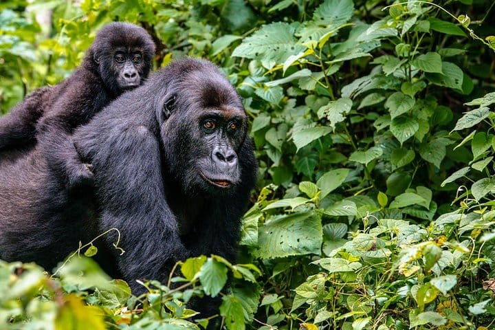 3 Days Rwanda Gorilla Trekking 4