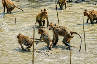 Private Tour: Amphawa Floating Market, Monkey Feeding & Train Market 8