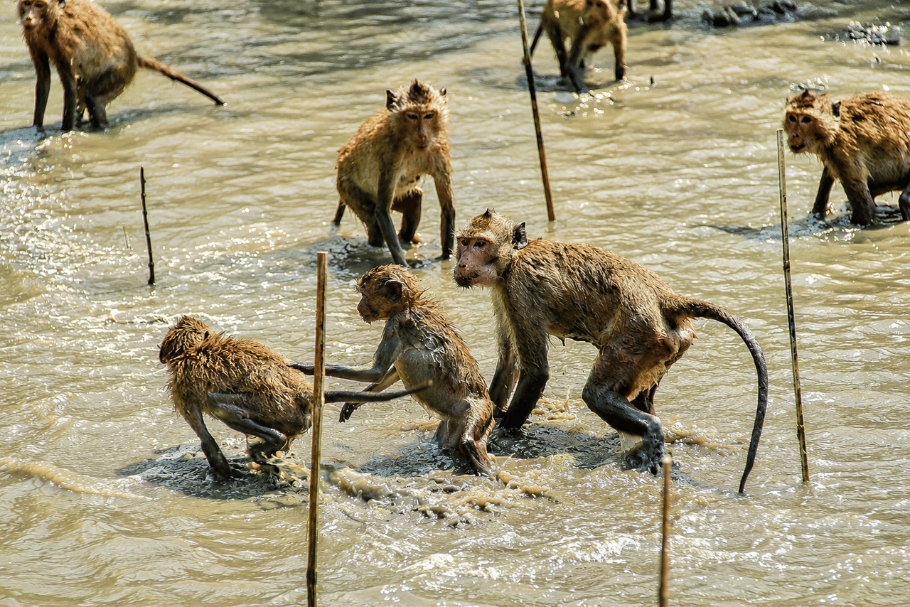 Private Tour: Amphawa Floating Market, Monkey Feeding & Train Market 8