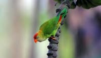 Bird Watching Trail in Kitulgala From Colombo 3