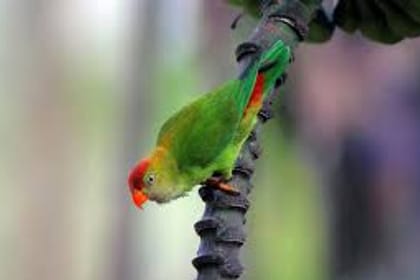 Bird Watching Trail in Kitulgala From Colombo