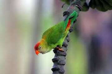 Bird Watching Tour in Kitulgala from Colombo