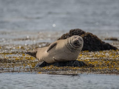 A seal chilling at &Yacute;tri Tunga