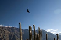 3-day Colca Canyon Trek Adventure 8