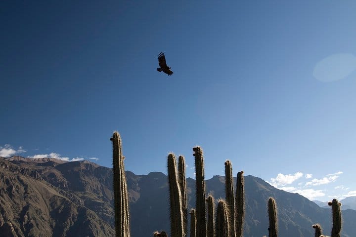 3-day Colca Canyon Trek Adventure 8