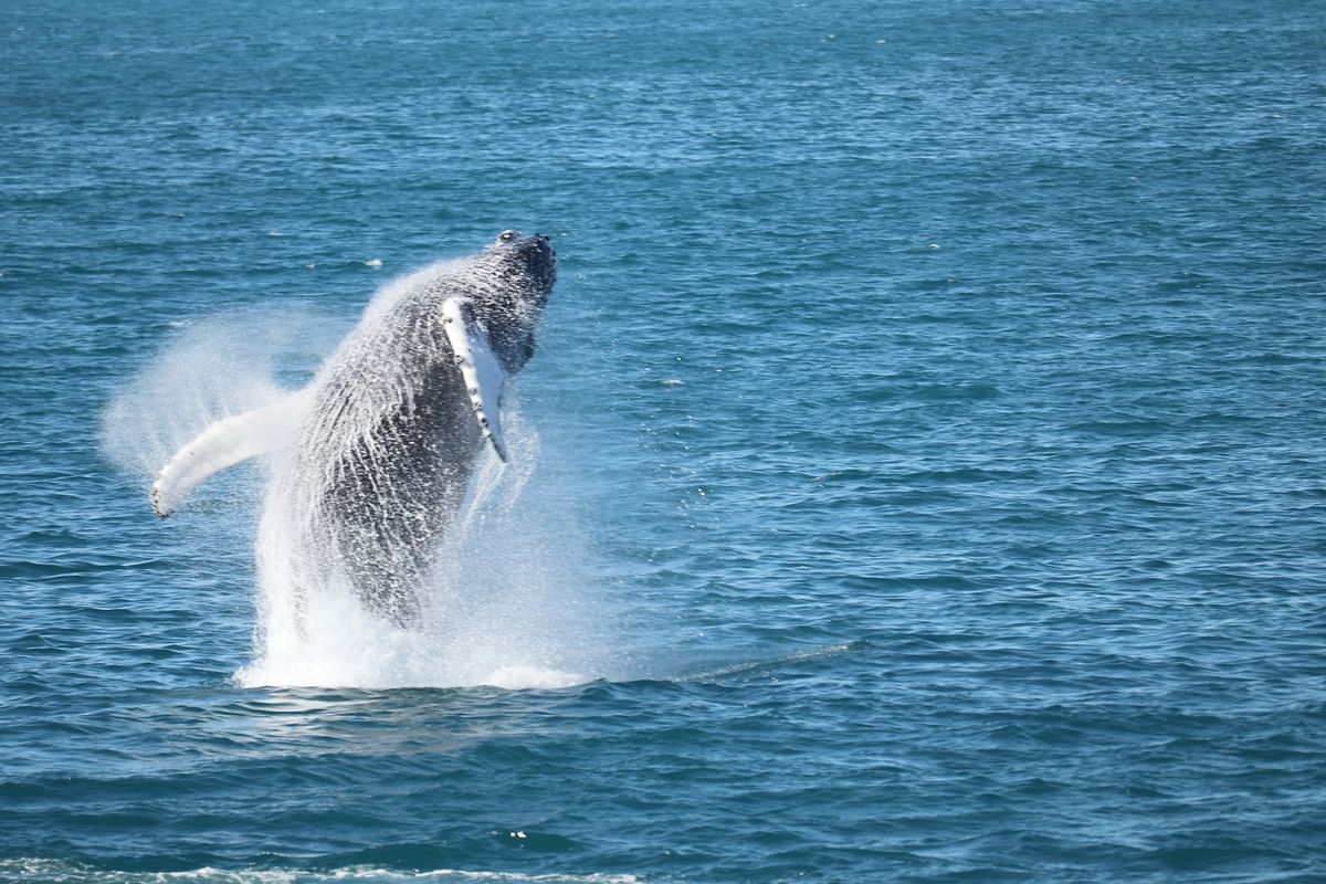 Whale Watching & Lava Show Reykjavik: Nature's Breathtaking Spectacle