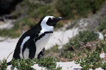 Table Mountain Boulder’s Beach and Cape Point