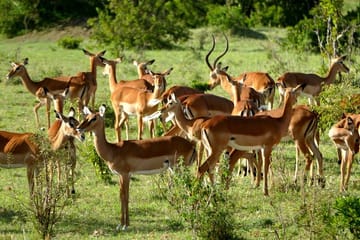 12 Days Samburu Ol-pejeta lake Nakuru Masai Mara lake Naivasha Amboseli safari