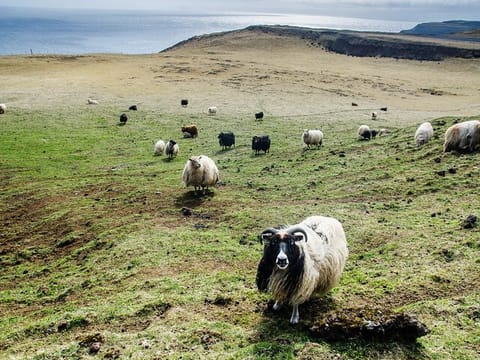 Reykjavik - Westman Islands (Bus transfer to Landeyjahöfn), photo 5