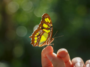 Zanzibar: Step into a Zanzibar’s Butterfly Haven