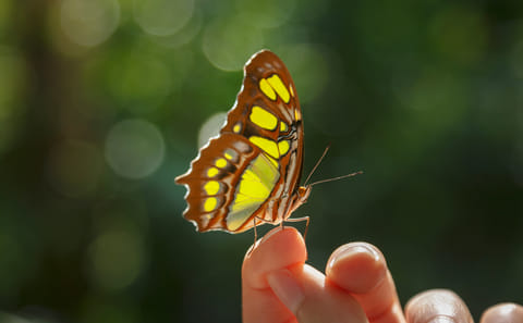 Zanzibar: Step into a Zanzibar’s Butterfly Haven