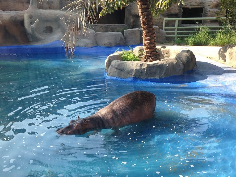 Abu Dhabi: Emirates Park Zoo – Interact, Explore, Discover Wildlife!