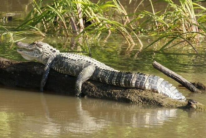 Everglades National Park & Airboat tour from Fontainebleau Hotel