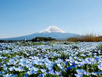 English Guided 3 Days Tokyo, Mt. Fuji and Hakone Private Tour
