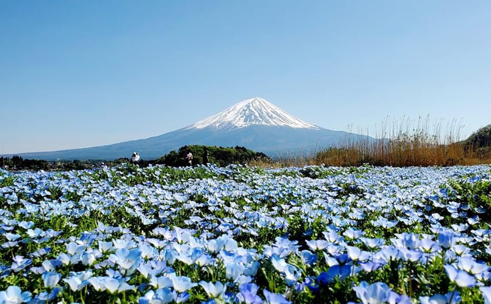 English Guided 3 Days Tokyo, Mt. Fuji and Hakone Private Tour
