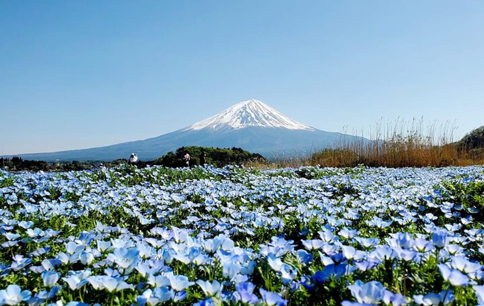 English Guided 3 Days Tokyo, Mt. Fuji and Hakone Private Tour