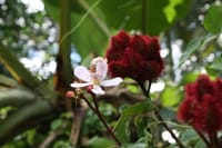 Learn all about spices, fruits and other plants in Zanzibar