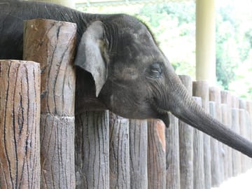 Elephant Sanctuary Experience in Lanchang, Pahang