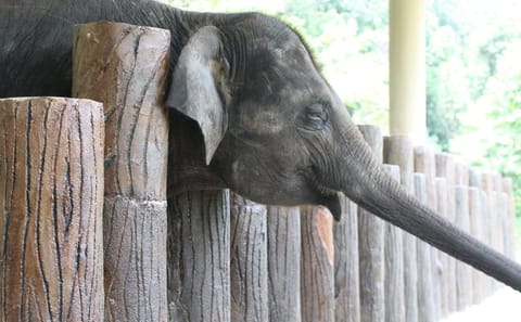Elephant Sanctuary Experience in Lanchang, Pahang