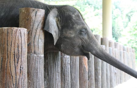 Elephant Sanctuary Experience in Lanchang, Pahang