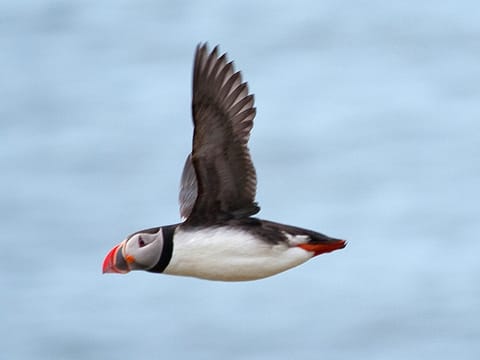 Puffins & Reykjavík Bay Sailing, photo 3