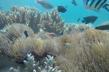 Snorkeling Adventure at Cham Islands from Da Nang