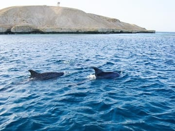 Swim with wild dolphins in Hurghada’s crystal-clear waters!