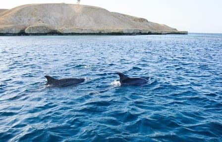 Swim with Dolphins and Snorkel in Hurghada's Red Sea