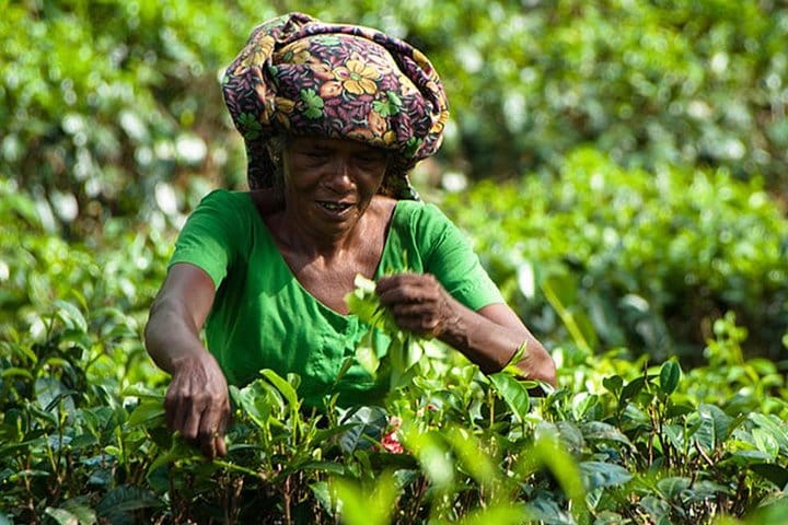 Private Day Tour : Handungoda and Galle from Colombo