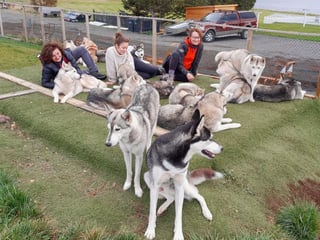 Husky Petting in Akureyri - Private experience, photo 7