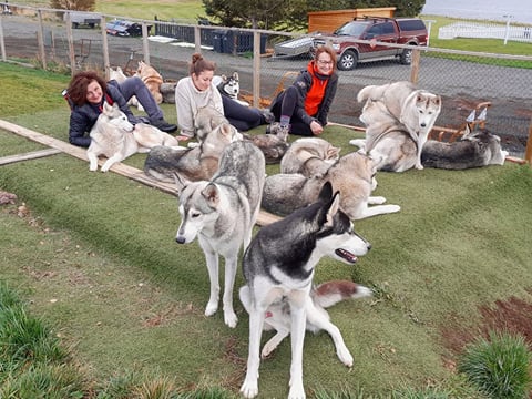 Husky Petting in Akureyri - Private experience, photo 7