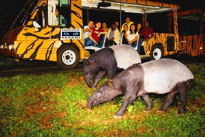 Night Safari Entrance with Private Transfer from Singapore photo 4