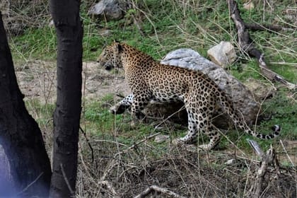 Jaipur half day Jhalana Leopard Safari