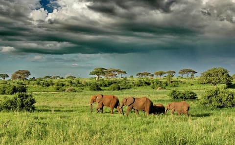 9 Days Unforgettable Tanzania