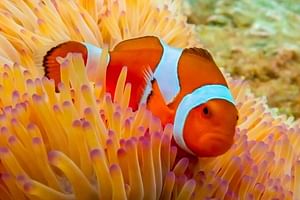 Nemo Island Snorkeling Experience by Speedboat from Bangkok