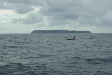 Snorkling  Tour at caño island