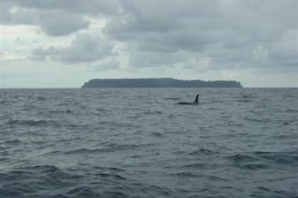 Snorkling Tour at caño island