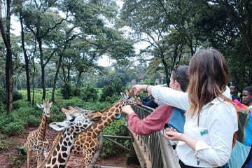 Classic Nairobi City Tour Safari-Free WI FI