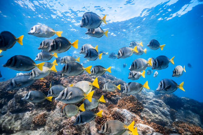 School of tropical fish with yellow tails swimming over reef in clear waters of Los Cabos