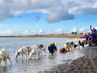 Dog Sledding Near Reykjavik , photo 11