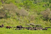 feeding in herds