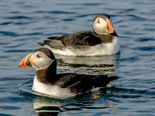 Premium Puffin Tour, photo 6