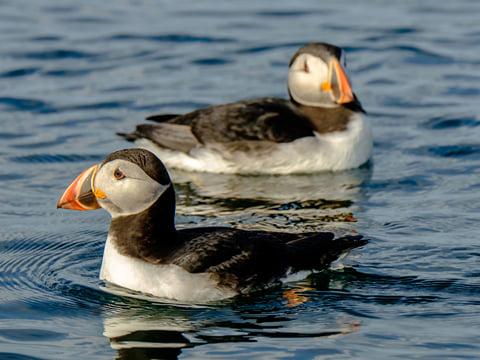 Premium Puffin Tour, photo 6