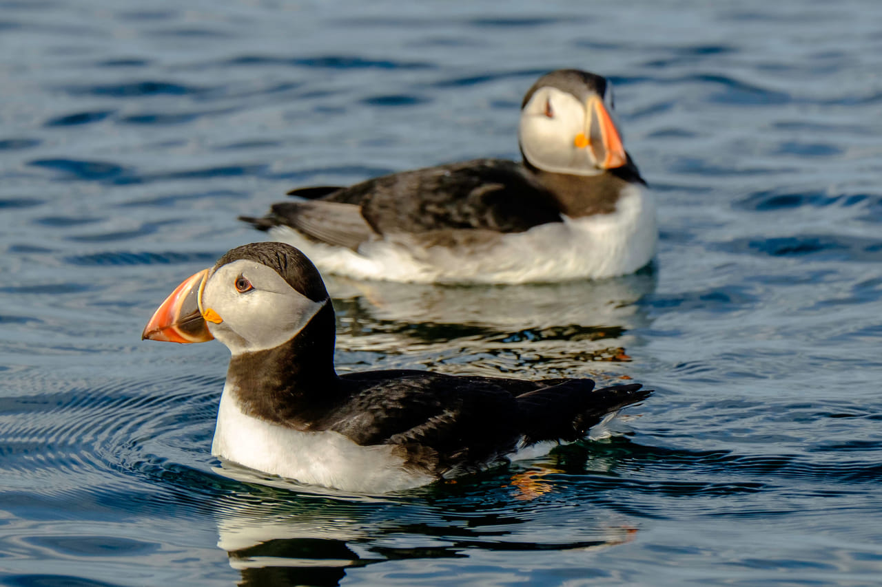 Premium Puffin Tour 5