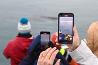 Reykjavík Classic Whale Watching 4