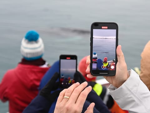 Reykjavík Classic Whale Watching , photo 5