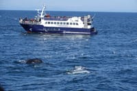 Whale watching - Downtown Reykjavík 3