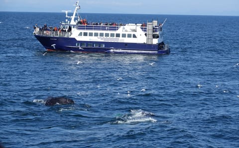 Whale Watching Tour in Downtown Reykjavík, Iceland