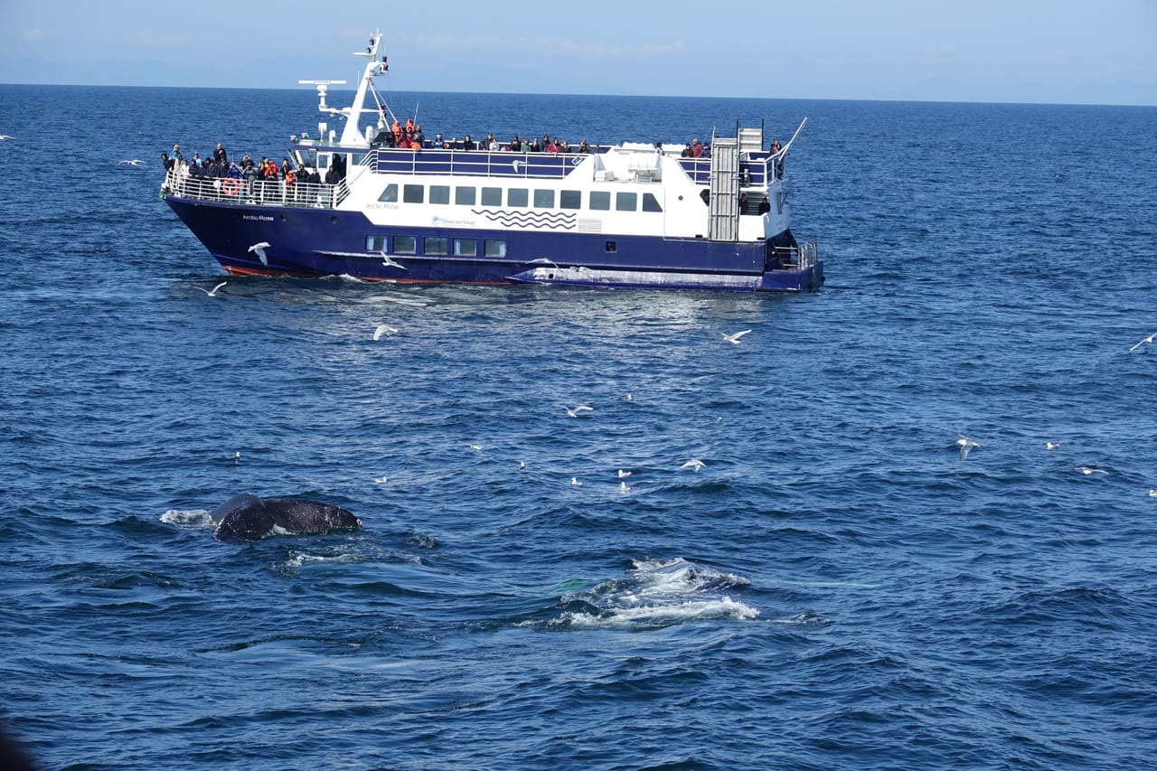 Whale watching - Downtown Reykjavík 3